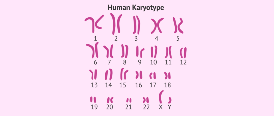 کاریوتایپ آزمایشگاه فروردین