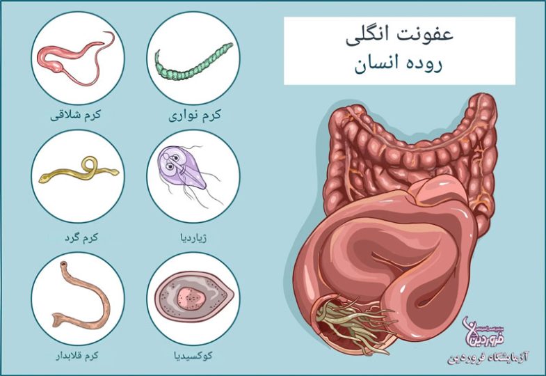 انواع انگل روده