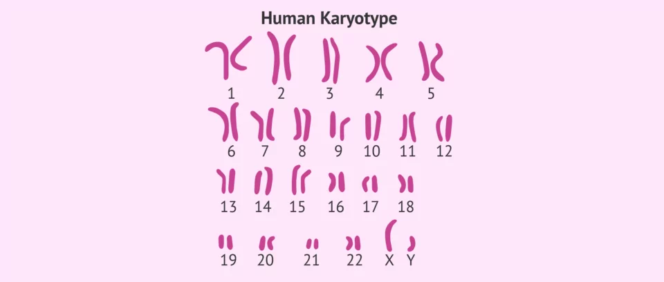 کاریوتایپ آزمایشگاه فروردین