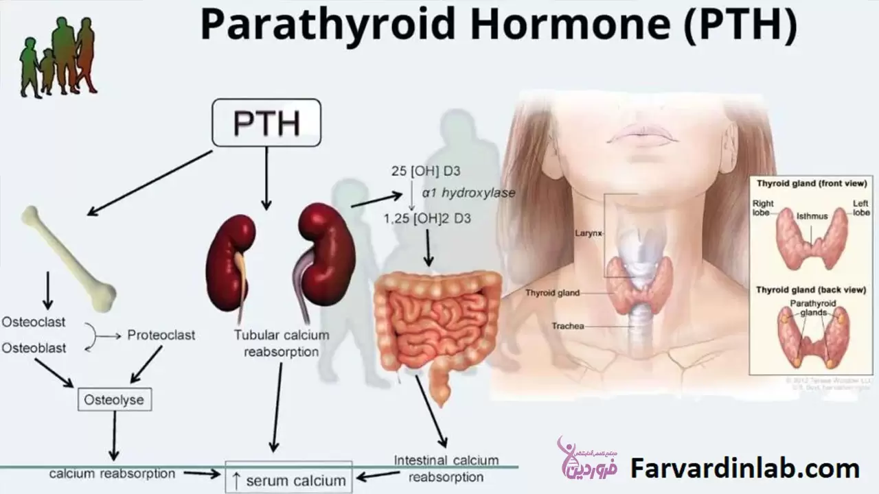 پاراتیروئید و پوکی استخوان